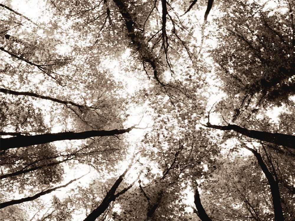 Arbres