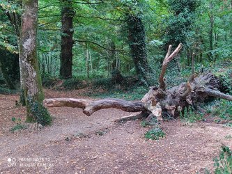 Arbre faisant sa rentrée